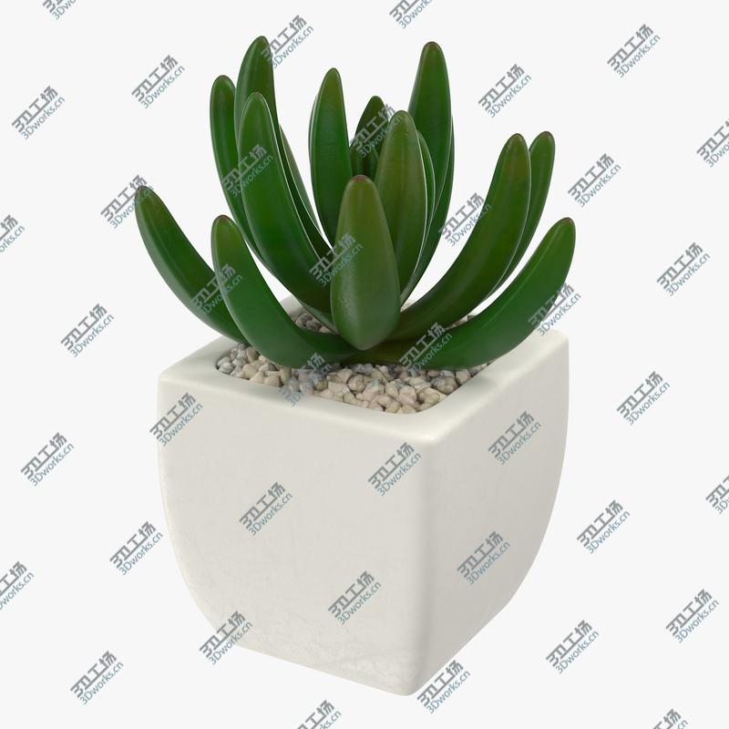 images/goods_img/2021040233/23 Succulents Collection/4.jpg